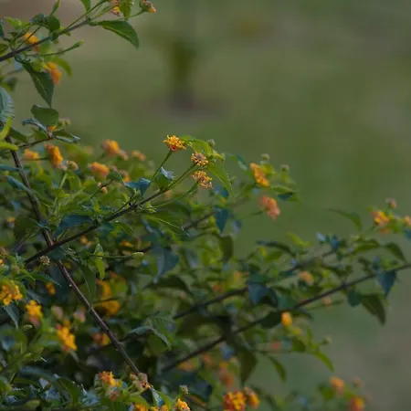 Kostas Apart-hotel Nydri (Lefkada)