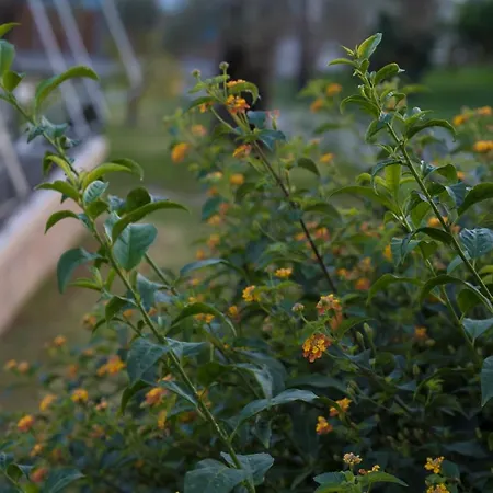 Apart-hotel Kostas Nydri (Lefkada)